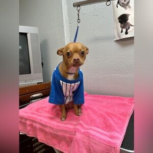 Whatzupwhiththat Blue and White Striped-Baseball Shirt size S/M